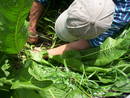 horseradish dig (1632x1232)